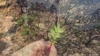 Tim Lundy on how Cape fynbos survives in the drought