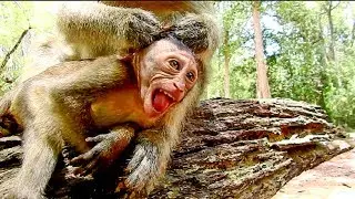 Big Horrible ! Elsa Fight Baby Very Cruelty, Mum Pluck Baby's Head Hardly Even Hurt