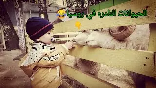 شاهد اغرب الحيوانات في الحدائق الروسيه للحيوانات 😂