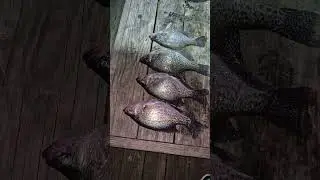 Slow night catching these Crappie #crappiefishing #fishing