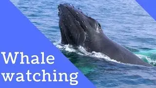 Lots of humpbacks! Amazing whale watching boat tour in Monterey Bay, California, USA