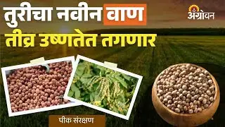 Tur Variety: इक्रिसॅटच्या तुरीचा नवीन वाण देणार प्रति हेक्टरी २ टन उत्पादन? | Agrowon