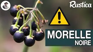 La morelle noire, une fleur toxique !