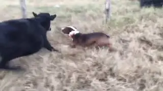 Gus, a herding McNab Shepherd, moving cattle.