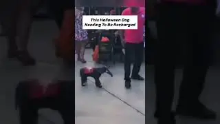 THE MOST HEARTWARMING ANIMAL MOMENTS! #shorts