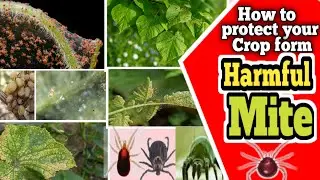 How to protect your crop from harmful Mite.
