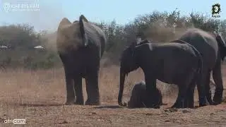 Baby Elephant&rsquo;s Sand Spa Day | Cutest Dust Bath Ever!