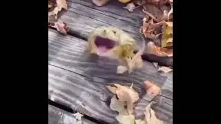 goofy ahh frog laugh #memes #meme #funny #shorts