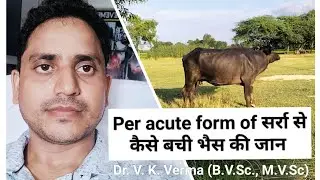 Surra or Trypanosomosis(Per acute form) complete details by Dr.V.K.Verma