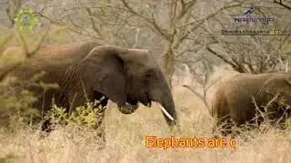 World Elephant Day 2021