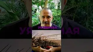 Деконструкция Клим Жуков: тактика против пикинеров #климжуков #история #военнаяистория