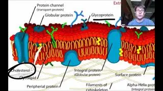 GSMK Bozeman Science Animation: Cell Membranes