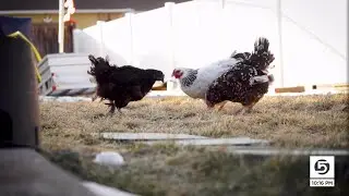 Cracking the cost of eggs: Can a backyard henhouse save you money?