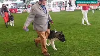 🇲🇽🐻Exposición Akita Americano🐻 Vídeo Completo de la Exposición 🇲🇽