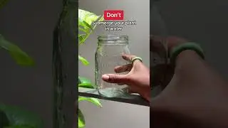 Pothos Plants 101 #shorts