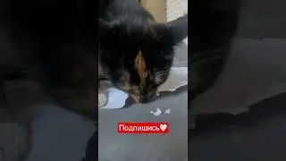 Кошка шредер | Чика рвёт бумагу #cat #videocat #shorts #смешноевидео