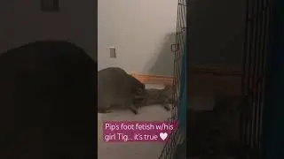 Can&rsquo;t make this stuff up&hellip;🤣 #funny #animals #fetish #cats #raccoons #bestfriend #comedyshorts #cute