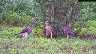 Cooper's Hawk Family holding a training session on hunting prey.