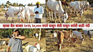 म्हसा बैल बाजार २०२६ २०,००० रुपये पासून शेती पासून शर्यती साठी नंदी #mhasa #jatra #bailbazar 