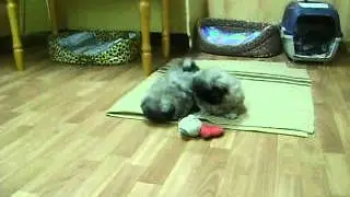 MOV02354