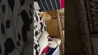 Cats Wrestling 🤼😂 #shortfeed #cat #cats #shortyoutube #shorts #short #ytshort #cat_features