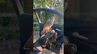 Kestrels are made for hovering! Their head can stay still while the rest of the body moves freely!