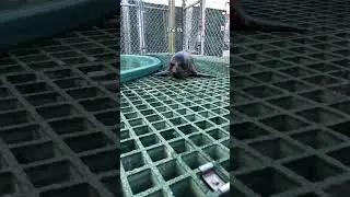 Sammy the Seal!