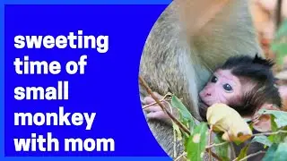 sweeting time of small monkey with mom