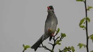 The Himalayan Black Bulbul (Microscelis psaroides) Song with Nikon coolpix p1000