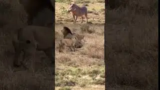 Singa jantan vs singa betina #animals #wildlife #singa #funnyanimals