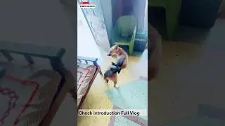 Baby pigeon Vs Dog Pluto 😂 | #149 | #shorts #minivlog #dog