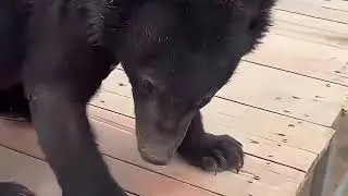 Guiding the adorable baby bear back to its enclosure🐯❤️#bear#animals #cute #zoo