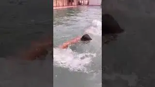 The lion is also learning to swim. #music #hindisong  #bollywood #swimmingpool #swiming #foodlovers