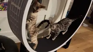 CAT SISTERS love to RUN TOGETHER! (Most of the time!!)