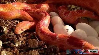 SNAKE GIVING BIRTH