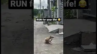 not a street dog anymore🐕 he found his master #dog #philippines #aso #shorts #video #viral
