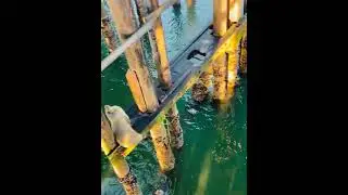 Sea Lions in Santa Cruz | Relaxing sounds