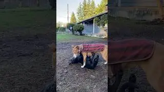 Dog Communication (Relax and I&rsquo;ll let You Up) #awakenedk9 #dogtraining #dogcommunication #shorts