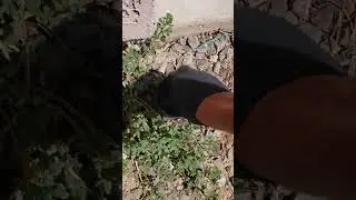 Entire house backed up, we open up the clean out cap and sewage everywhere. Drain Pros of Phoenix Az