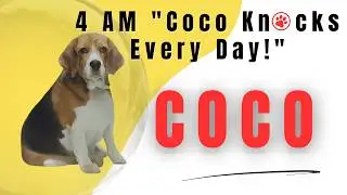 🐕COCO KA SECRET KAY HAI  | Our Beagle Dog Morning 4 Am Adventures 🐾🌄 | Suarabhi Grama