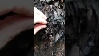Uncommon wood decay