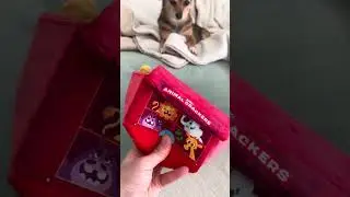 Cute puppy playing with animal crackers #barkbox
