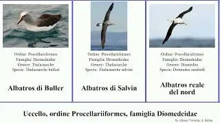 Uccello, ordine Procellariiformes, famiglia Diomedeidae albatros del bird nord degli albatross