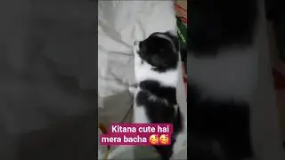 cute pet #music #song #arijitsingh #singer #arijitsinghsongs #aicover #ytshort