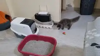 Cute, funny & expressive cats #catvideos 