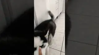 @gudan_ohusky  fa&ccedil;am esse v&iacute;deo chegar nele e na Blantossaura