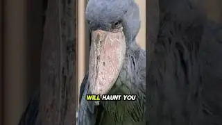 The Scariest Bird Sounds Ever Recorded&hellip; #1 Is Unbearable