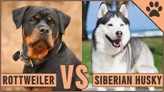 Rottweiler vs Husky - Which Dog Is Better For You?