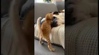 #shorts #india #viral #viralshorts #ytshorts #yt #funny #funnyvideos #reels #comedy #cat #viralcat