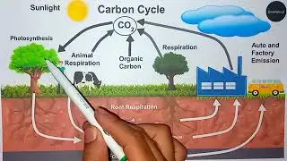 The Carbon Cycle ( Urdu/Hindi )